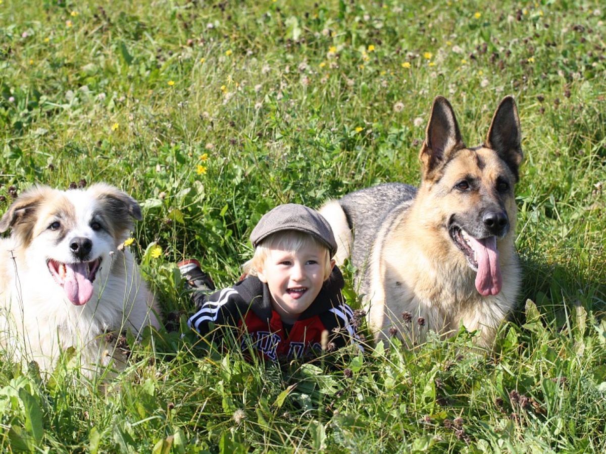 are babies scared of dogs