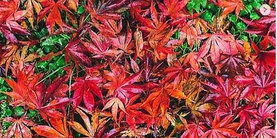 Get Your Garden Ready For Wint...