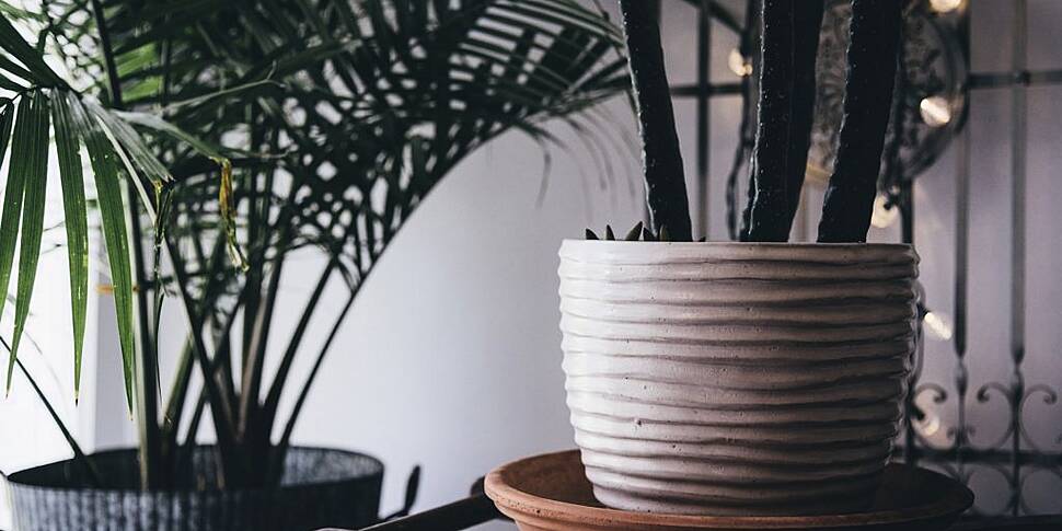 The Humble House Plant: Our Li...
