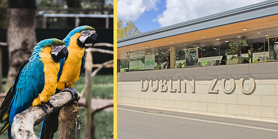 Dublin Zoo Takes Birds Off-Vie...