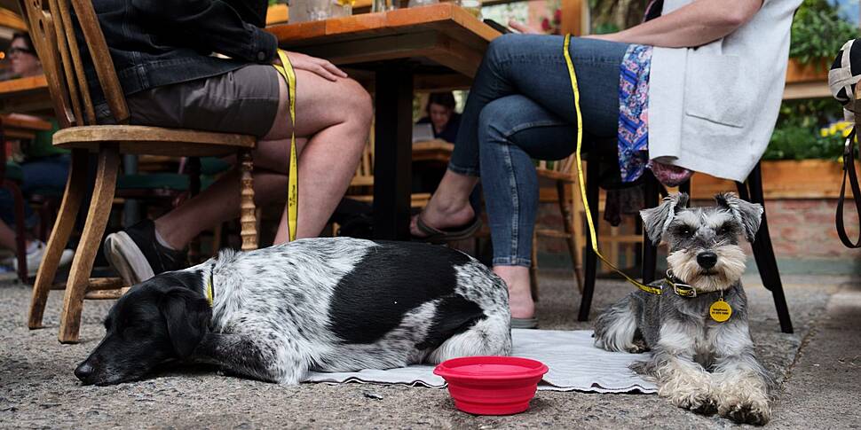 Almost 90% Of Dog Owners Would...