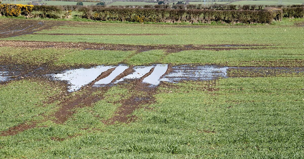 Record Rainfall Impacting Food Production - Vimarsana News