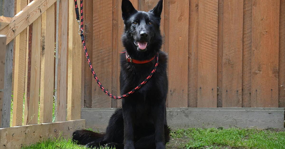 Government Launches Campaign To Remind Dog Owners Of Their Responsibilities - Vimarsana News