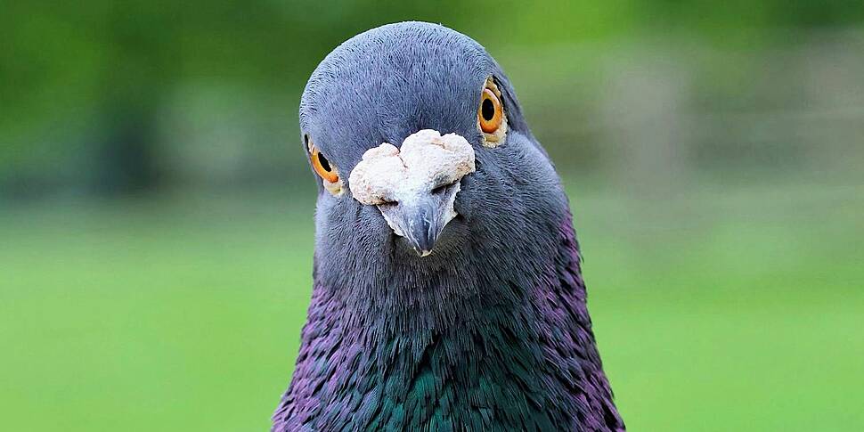 What Bird Is That?