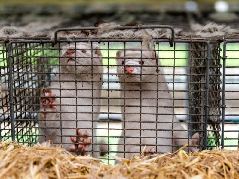 100,000 mink on Irish farms to be culled amid Covid-19 concerns