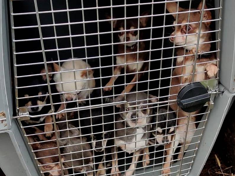 Dogs worth €150,000 seized in operation targeting illegal puppy farming