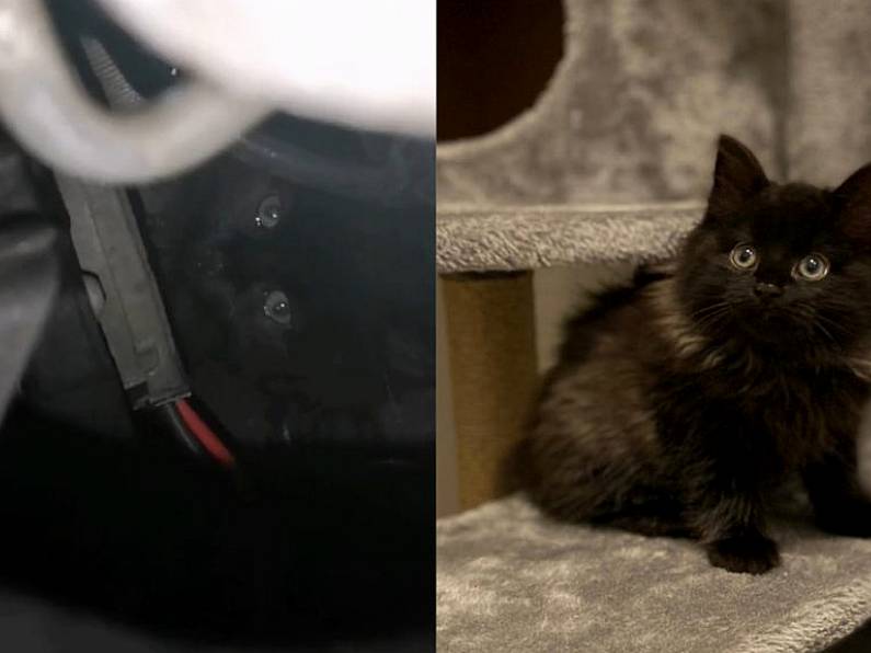 Kitten rescued from inside a car engine