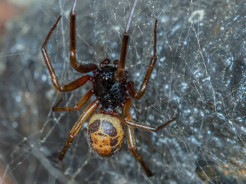 Bite from false widow spider spreads antibiotic-resistant bacteria