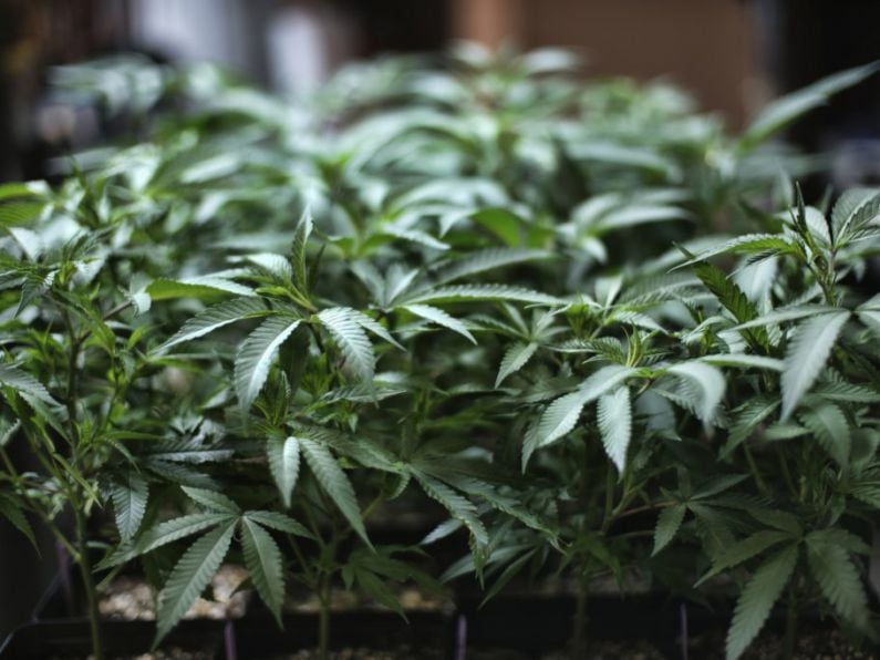 Jail for 'gardener' paid to live in Drumcondra cannabis farm