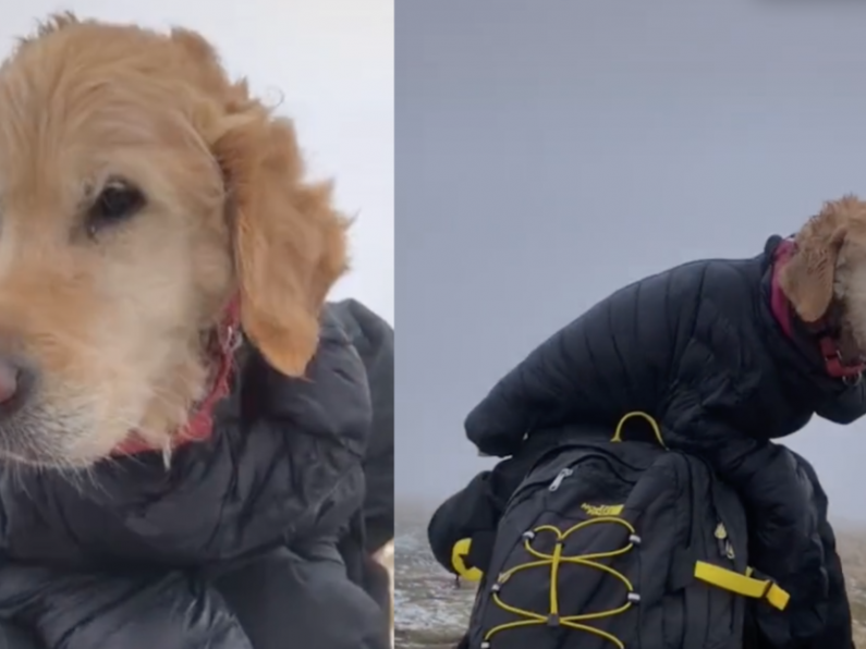 Couple rescue dog stranded in Wicklow mountains for two weeks