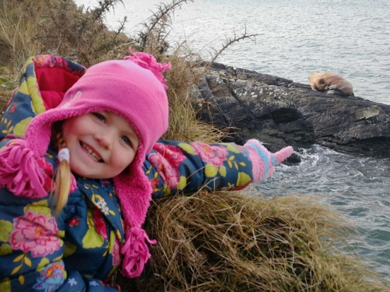 Arctic walrus spotted on Kerry coast by five-year-old girl