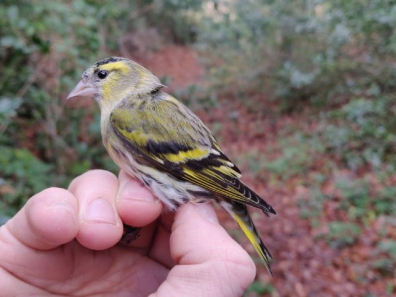 Irish bird becomes second-ever recorded to fly over 1000km to Germany