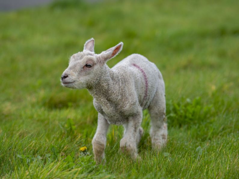 Malnourished and dehydrated lamb removed from private house in Louth