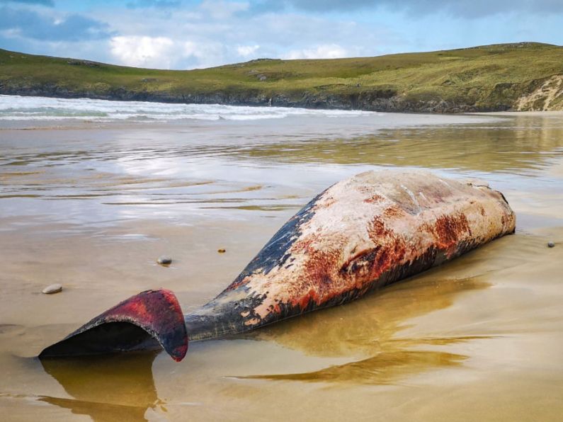 Locals shocked after whales wash up on 'Lonely Planet' beach