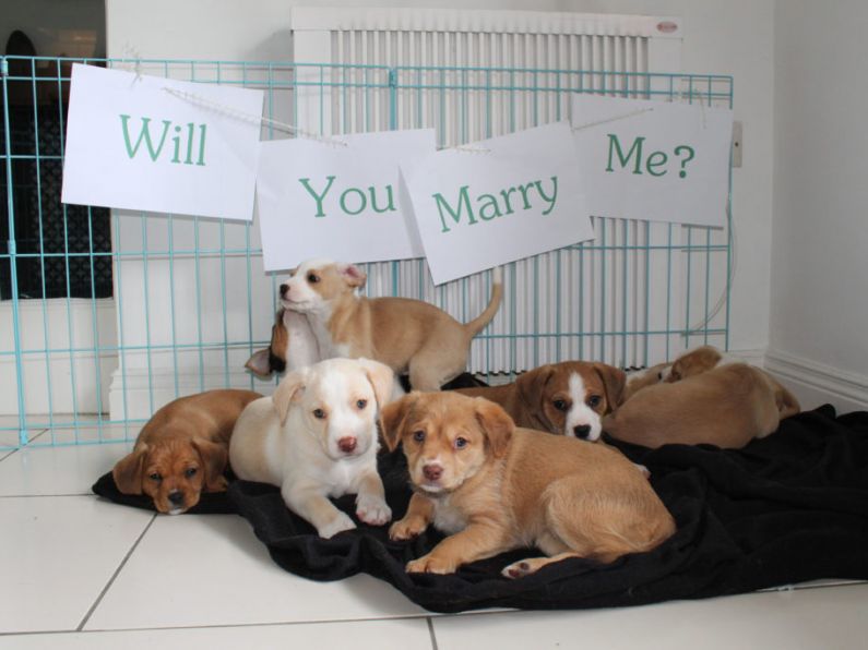 Foster puppies help ‘pup’ the question in marriage proposal