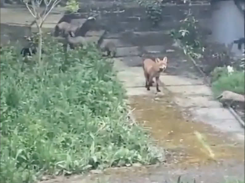 Fox living on Trinity College campus new mother to five cubs