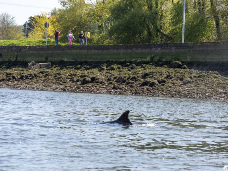 Dolphin spotted swimming up river Boyne in Drogheda