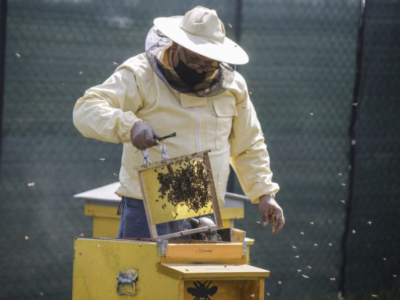 Beekeepers urgently sought as Asian hornet reaches Ireland