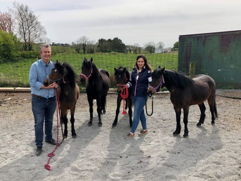 Ponies held at Belfast port over Brexit paperwork released home