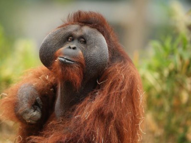 Dublin Zoo preparing for Monday reopening