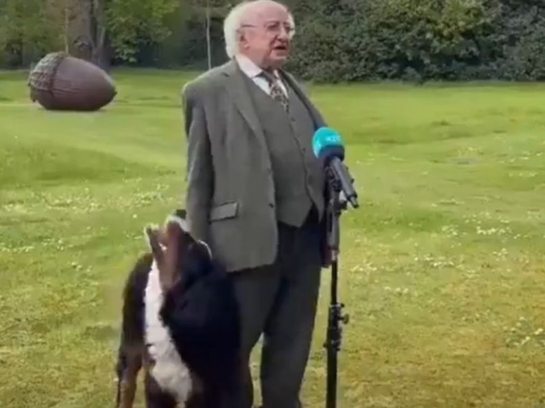 President Higgins' puppy goes viral as he tries to get owner's attention during interview