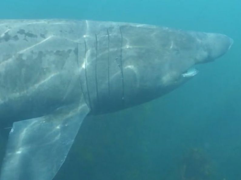 Researchers tag basking sharks to learn more about 'Ireland's gentle giants'