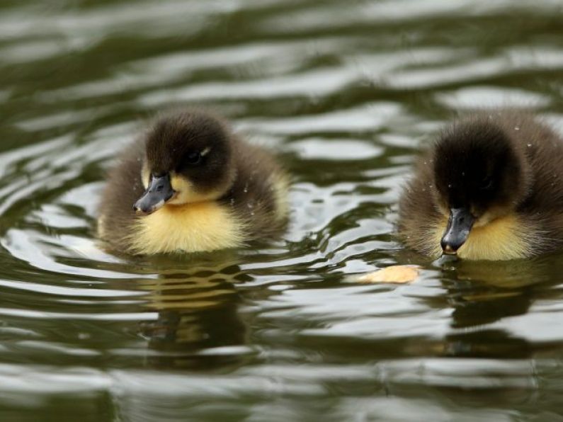 Public urged not to buy ducklings amid social media trend