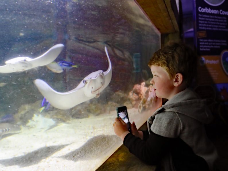 Aquarium inhabitants boosted by return of visitors, director says