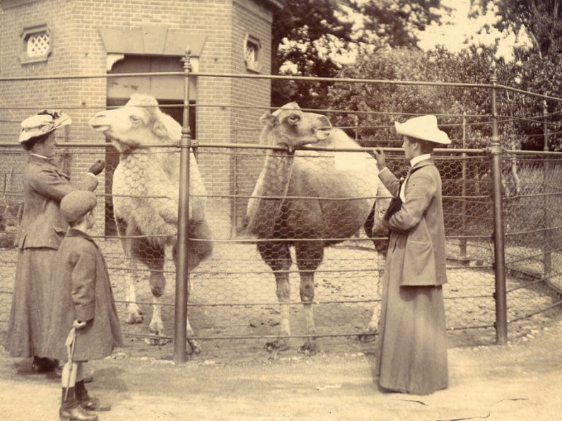 Dublin Zoo celebrates 190th anniversary