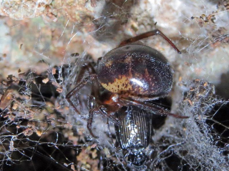 Noble false widow spider bites can require hospital treatment, study finds