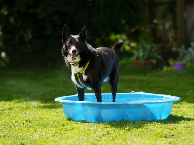 Dog owners warned against dangers of hot weather as temperatures set to increase