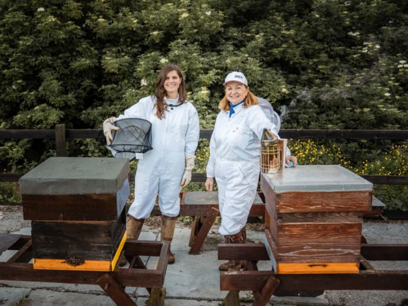 Swarm of bees inspires mother and daughter to create new gin