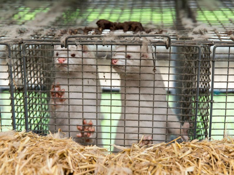 Cabinet set to approve fur-farming ban from 2022