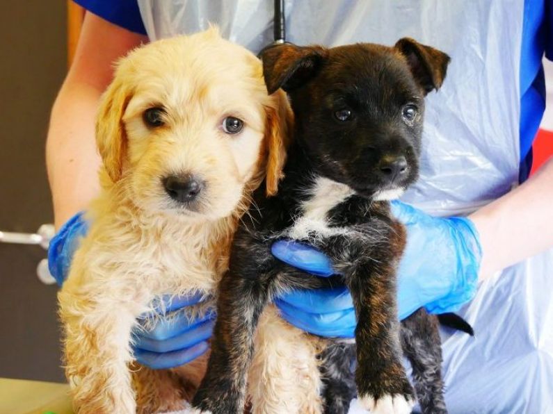 Puppies rescued from 20-degree heat in back of van bound for UK