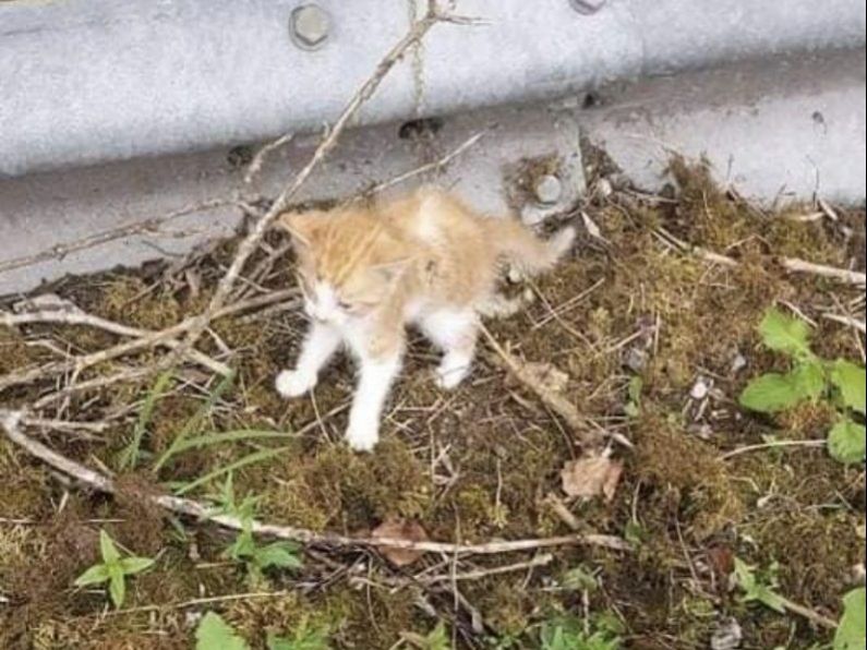 Kittens found injured and covered in maggots after being dumped on Cork road