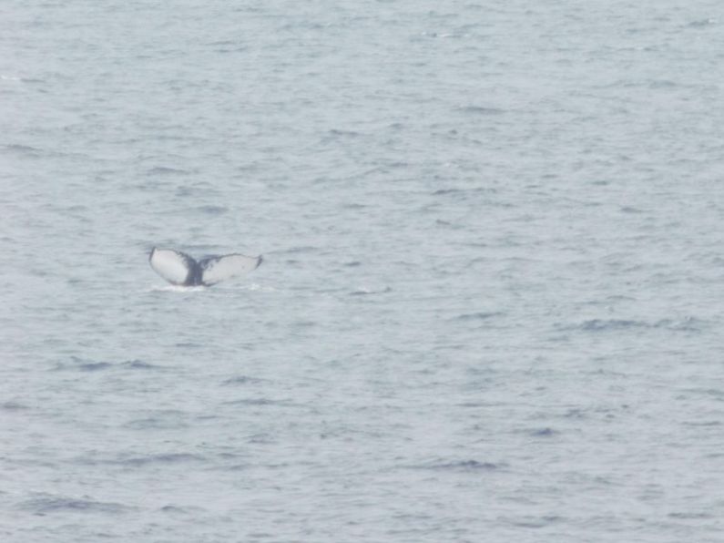 New humpback whale ‘Orion’ sighted for first time in Irish waters