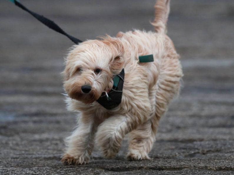 Met Éireann issues wind warnings for Munster, Galway and Mayo