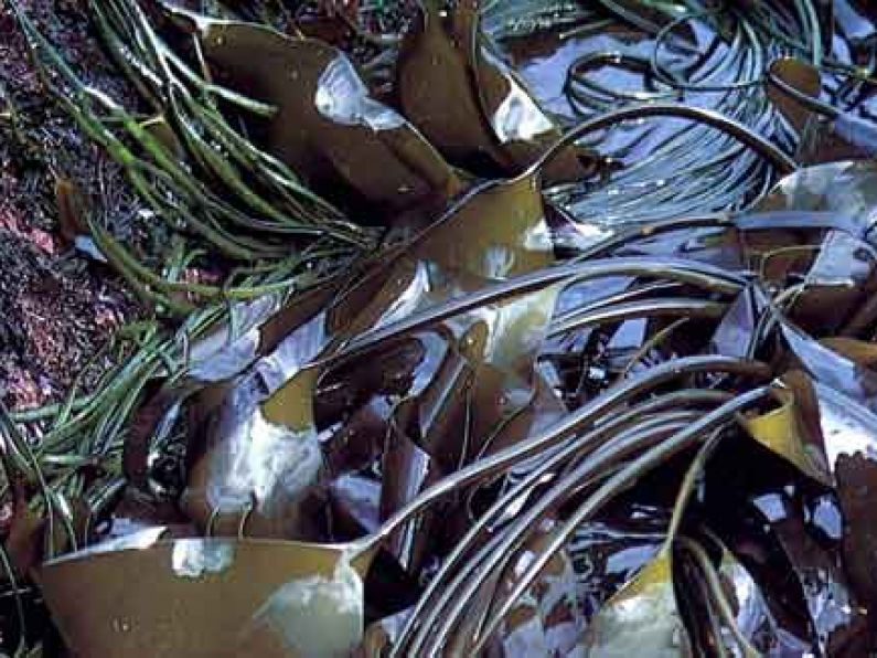 Bantry Bay seaweed harvesting challenge sent back to High Court