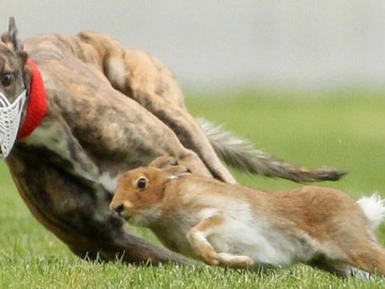 Irish Coursing Club takes court action to hold events during lockdown
