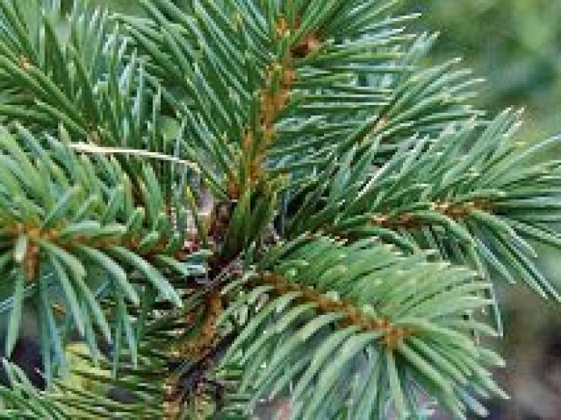 Leitrim group challenges licence to plant Sitka Spruce it calls 'alien species'