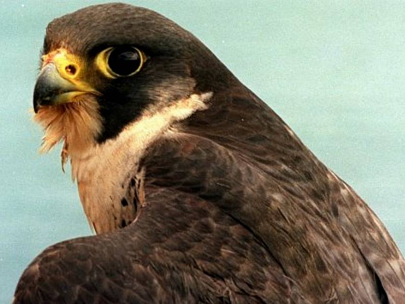 Bird flu positive peregrine falcon discovered near Limerick