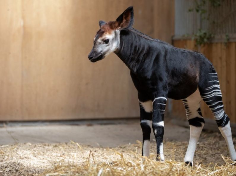Endangered okapi born at Dublin Zoo
