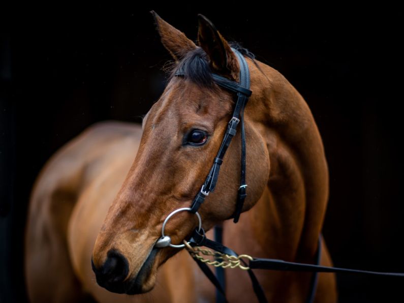 Honeysuckle confirmed for final appearance at Cheltenham Festival