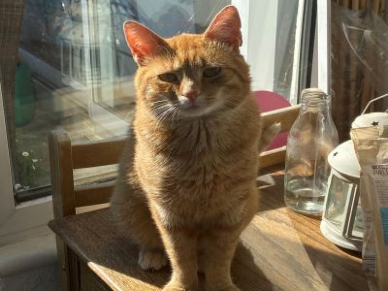 Lost: A ginger cat