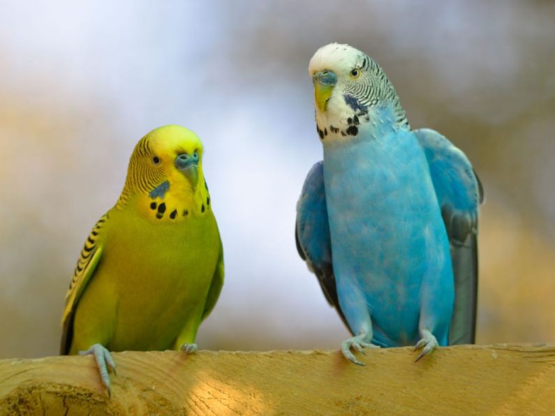 Lost: 2 Budgies, Green and White