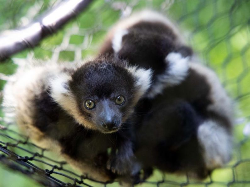 Baby lemurs welcomed to Fota Wildlife Park