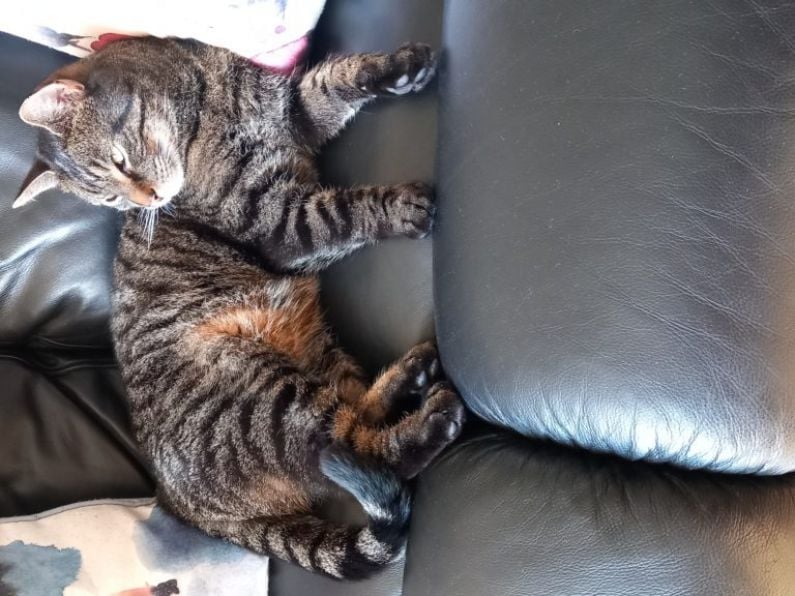 Lost: male tabby cat