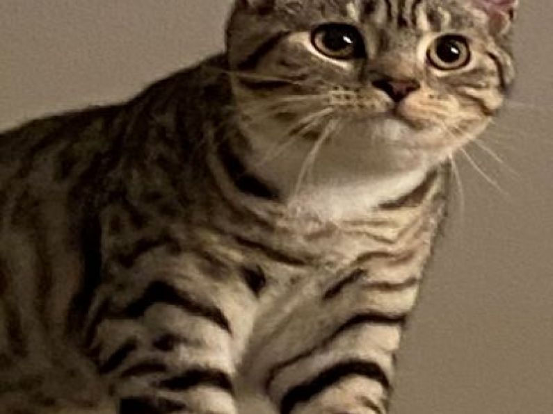 Lost: a Silver/Grey tiger tabby cat