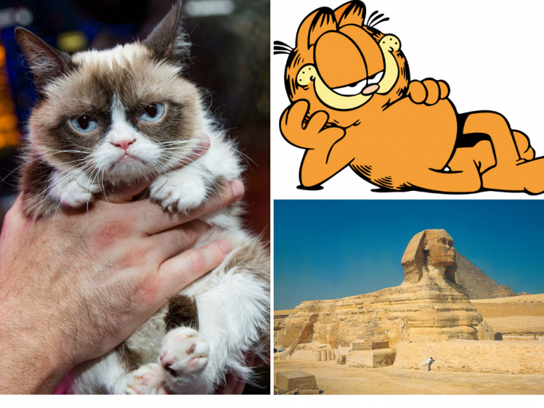 QUIZ: One for all the Cat lovers