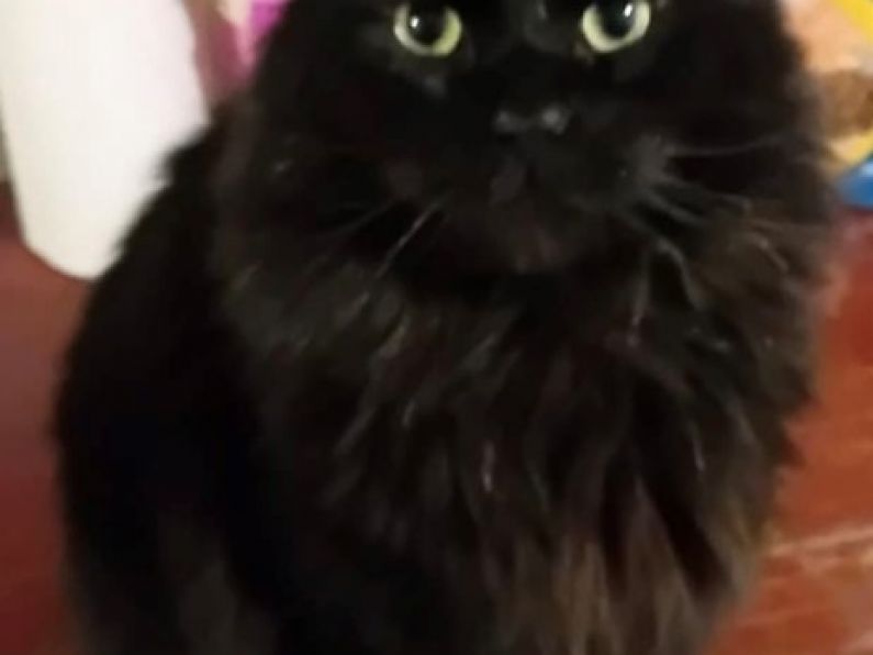 Lost: a long-haired black cat